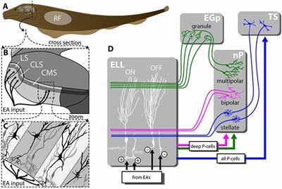 Novel Functions of Feedback in Electrosensory Processing